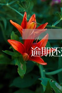 逾期还清后怎么恢复信用 逾期还清后怎么恢复信用
