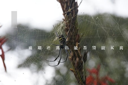逾期还清后能否贷款买房 逾期还清后能否贷款买房