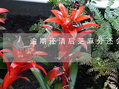 逾期还清后芝麻分还会涨 逾期还清后芝麻分还会涨