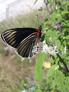 逾期还清后还能坐高铁飞机吗 逾期还清后还能坐高铁飞机吗