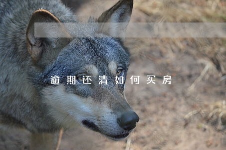 逾期还清如何买房 逾期还清如何买房