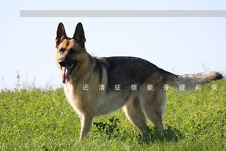 逾期还清征信能否提前恢复