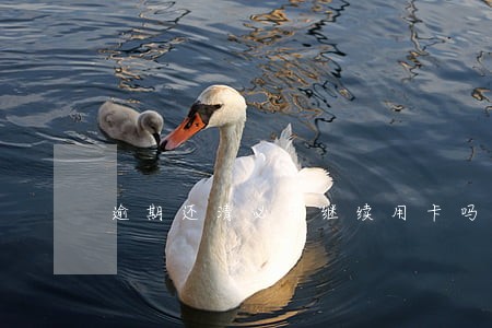 逾期还清必须继续用卡吗