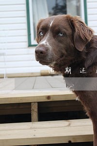 逾期还清房贷还能再买吗 逾期还清房贷还能再买吗