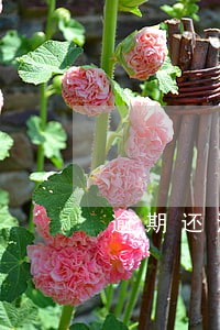 逾期还清最低还款可以么 逾期还清最低还款可以么