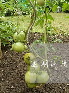逾期还清期间会发生什么 逾期还清期间会发生什么