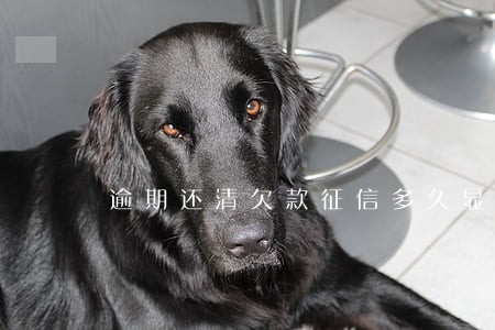 逾期还清欠款征信多久显示还清 逾期还清欠款征信多久显示还清