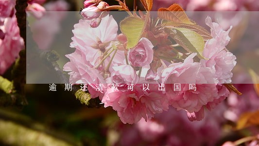 逾期还清款可以出国吗