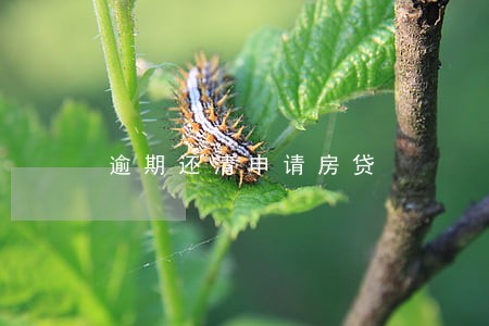 逾期还清申请房贷 逾期还清申请房贷