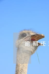 逾期还清第二年可以买房吗