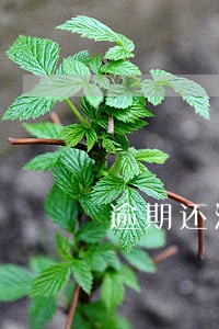逾期还清能贷装修贷吗