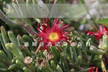 逾期还清记录还在吗 逾期还清记录还在吗