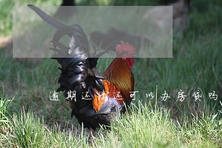 逾期还清还可以办房贷吗 逾期还清还可以办房贷吗