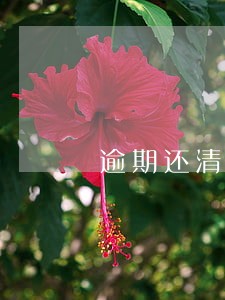 逾期还清还是黑户 逾期还清还是黑户