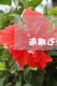 逾期还清还能借吗 逾期还清还能借吗