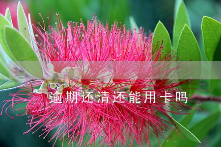 逾期还清还能用卡吗 逾期还清还能用卡吗