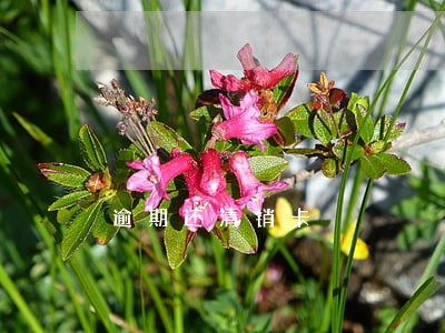 逾期还清销卡