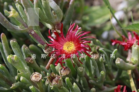 逾期还清限制出行吗 逾期还清限制出行吗