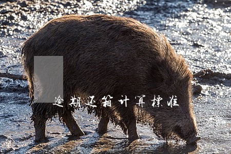 逾期还箱计算标准 逾期还箱计算标准