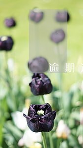 逾期还能下口子吗