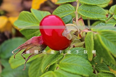 逾期还能不能下款啊 逾期还能不能下款啊