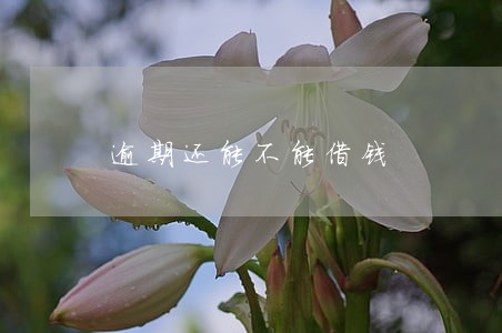 逾期还能不能借钱 逾期还能不能借钱