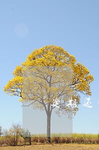 逾期还能买车吗 逾期还能买车吗