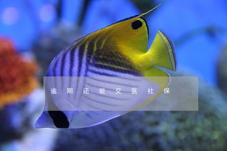 逾期还能交医社保 逾期还能交医社保