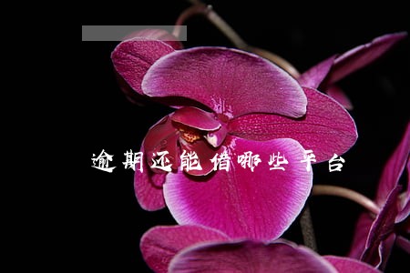 逾期还能借哪些平台 逾期还能借哪些平台