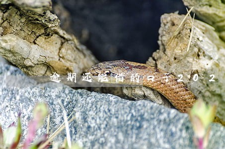 逾期还能借的口子2020 逾期还能借的口子2020
