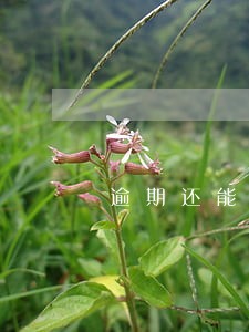 逾期还能借贷的app 逾期还能借贷的app