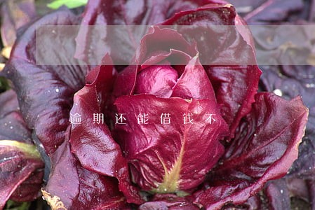 逾期还能借钱不 逾期还能借钱不