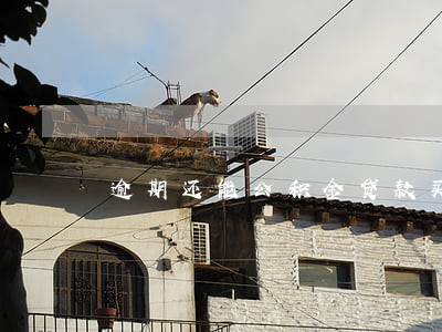 逾期还能公积金贷款买房 逾期还能公积金贷款买房
