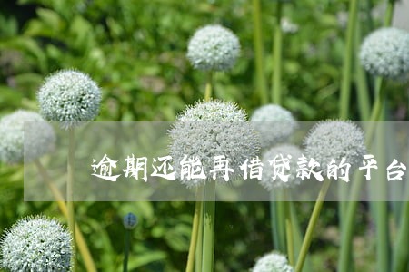 逾期还能再借贷款的平台 逾期还能再借贷款的平台