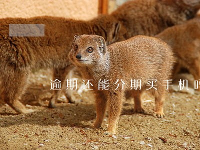 逾期还能分期买手机吗 逾期还能分期买手机吗