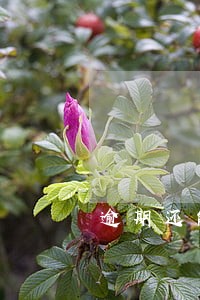 逾期还能办理二手车分期吗 逾期还能办理二手车分期吗