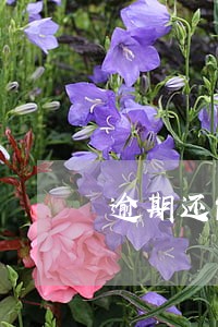 逾期还能办理公司吗 逾期还能办理公司吗