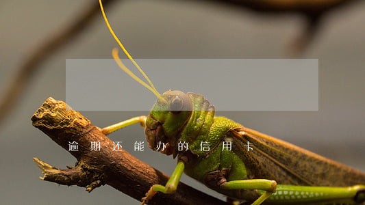 逾期还能办的信用卡 逾期还能办的信用卡