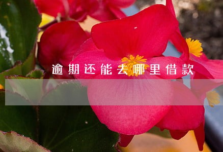 逾期还能去哪里借款 逾期还能去哪里借款