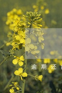 逾期还能在银行工作吗 逾期还能在银行工作吗
