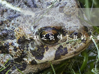 逾期还能够下款的大额口子