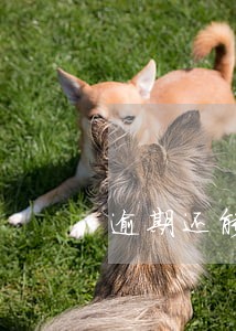 逾期还能怎么借款 逾期还能怎么借款