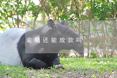 逾期还能放款吗 逾期还能放款吗