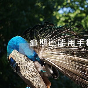 逾期还能用手机吗 逾期还能用手机吗