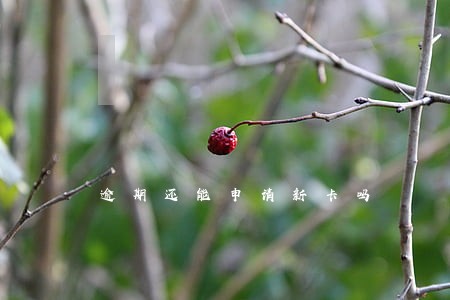 逾期还能申请新卡吗 逾期还能申请新卡吗