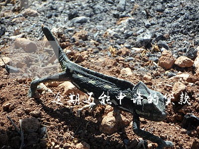 逾期还能申请的贷款 逾期还能申请的贷款