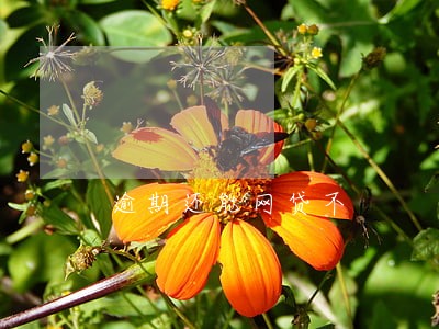 逾期还能网贷不 逾期还能网贷不