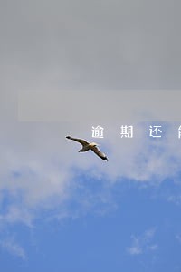 逾期还能贷担保贷款吗 逾期还能贷担保贷款吗