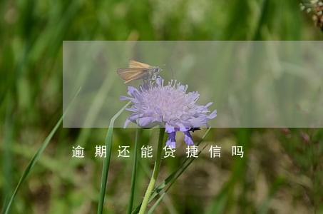 逾期还能贷捷信吗 逾期还能贷捷信吗