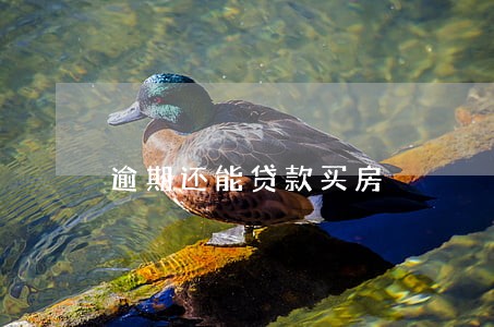 逾期还能贷款买房 逾期还能贷款买房